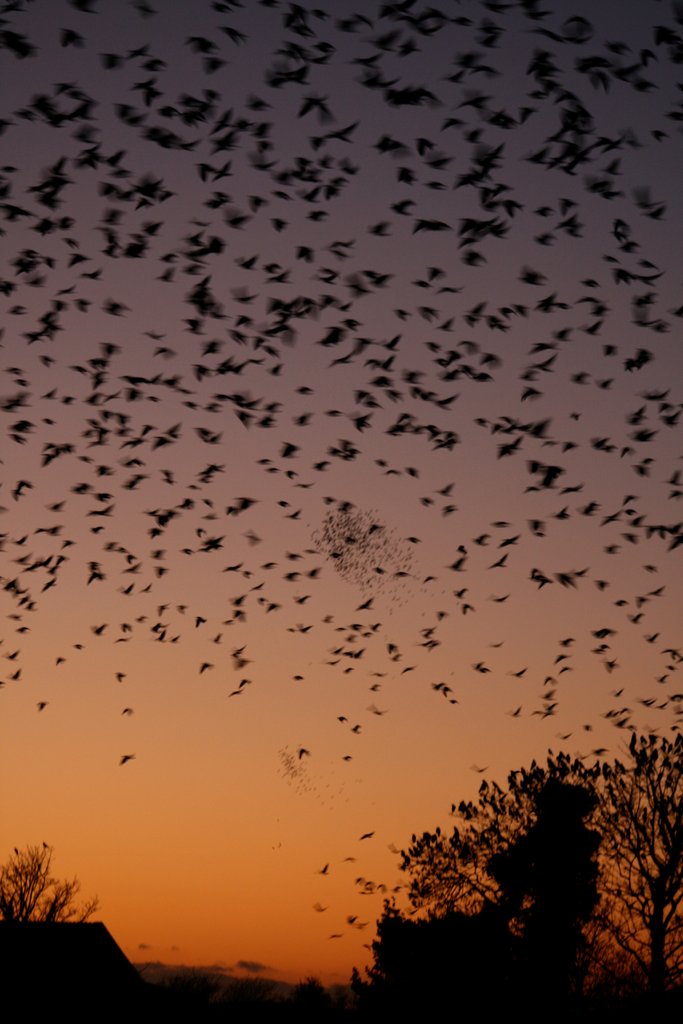 Detail of Rooks (Corvus frugilegus), winter roost, Sulby by Shely Bryan