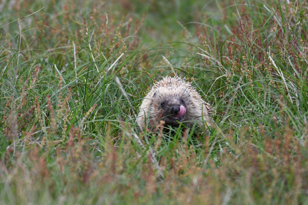 Detail of Hedgehog, tasty morsel by David Craine