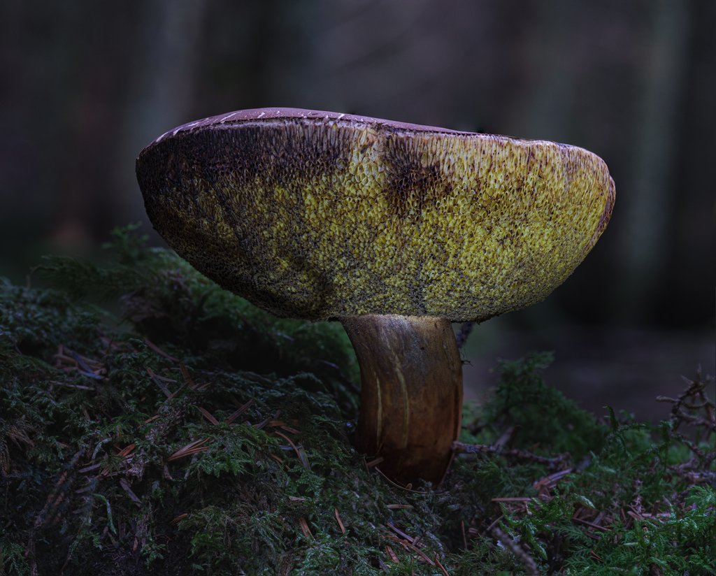 Detail of Boletus mushroom by Chris Hunt