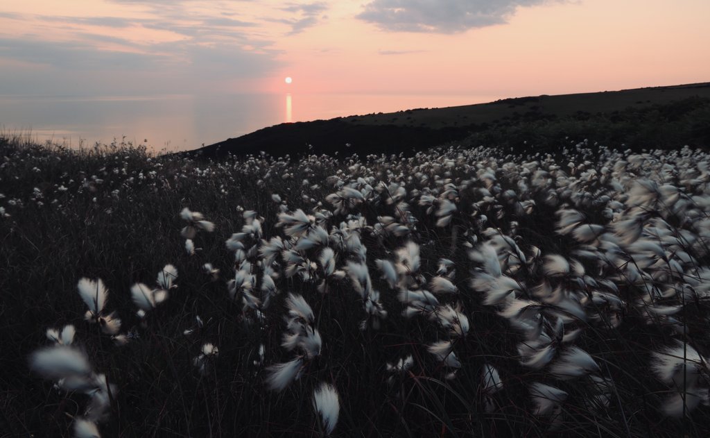 Detail of Cotton Grass at Eary Cushlin by Tom Hannah