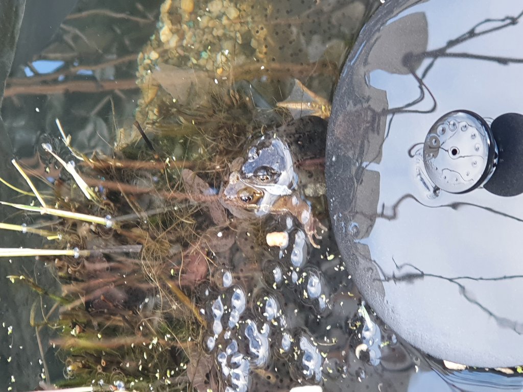 Detail of Hugh's frogs and frogspawn by Hugh Harris