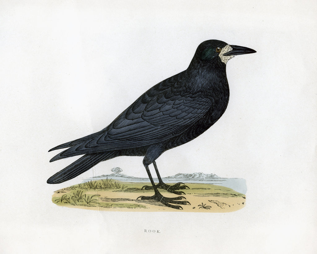 Detail of Rook by Anonymous