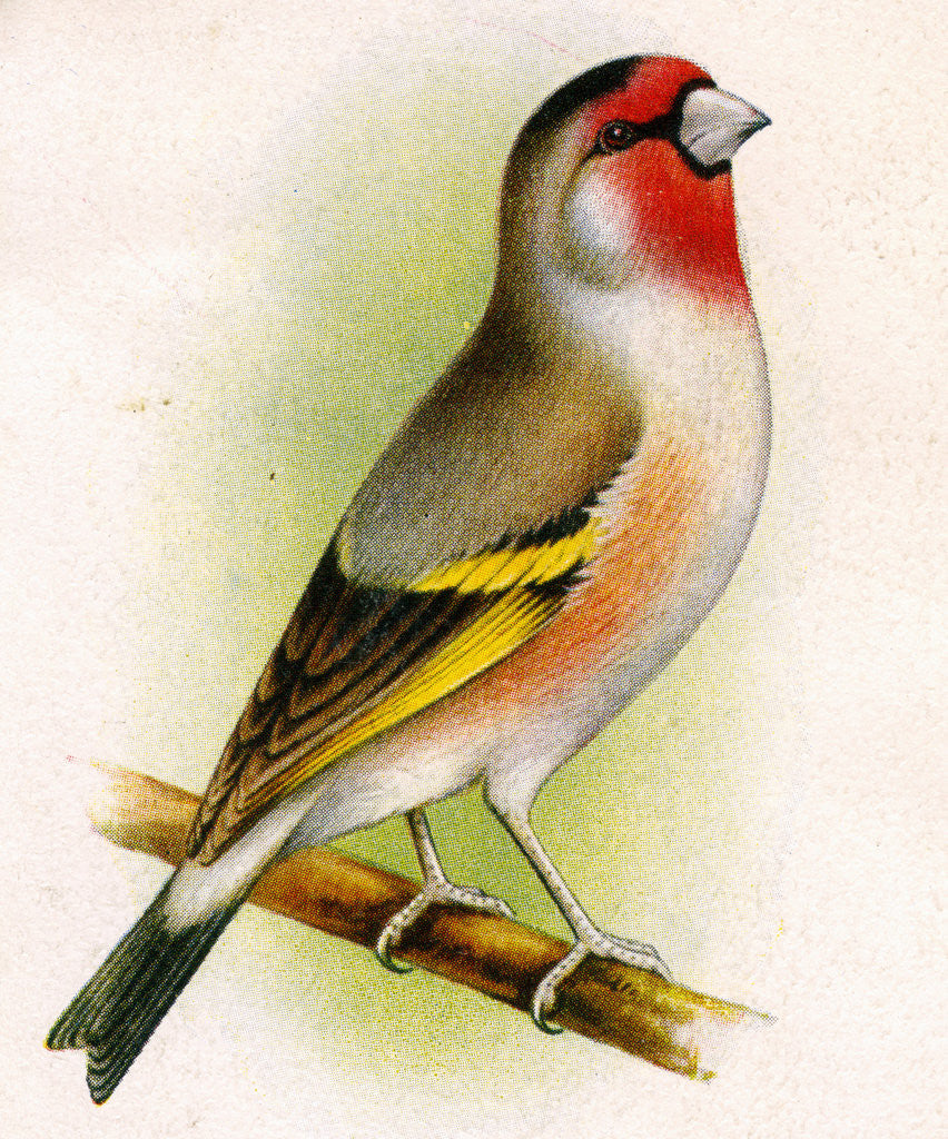 Detail of A goldfinch-bullfinch hybrid by Anonymous