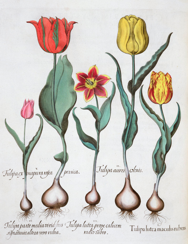 Detail of Tulips by Anonymous