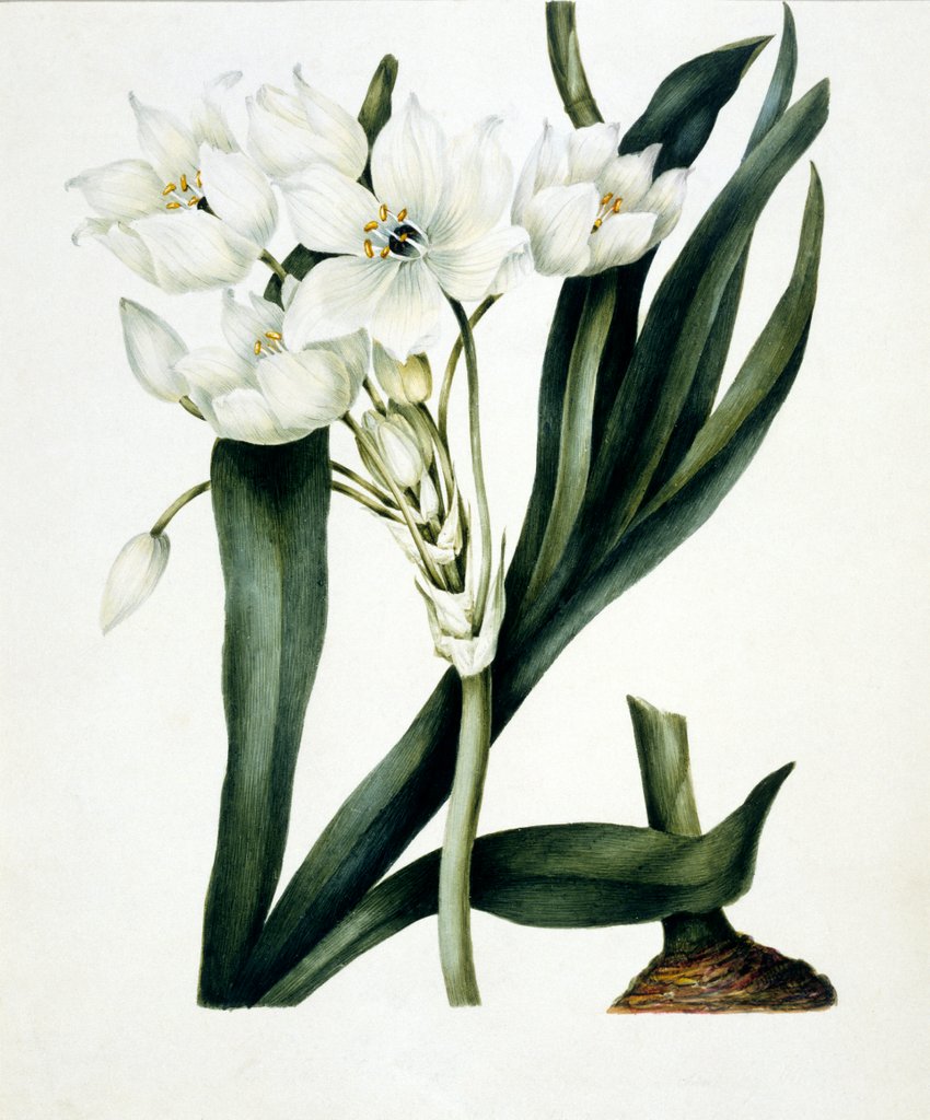 Detail of White flowers by Samuel Holden