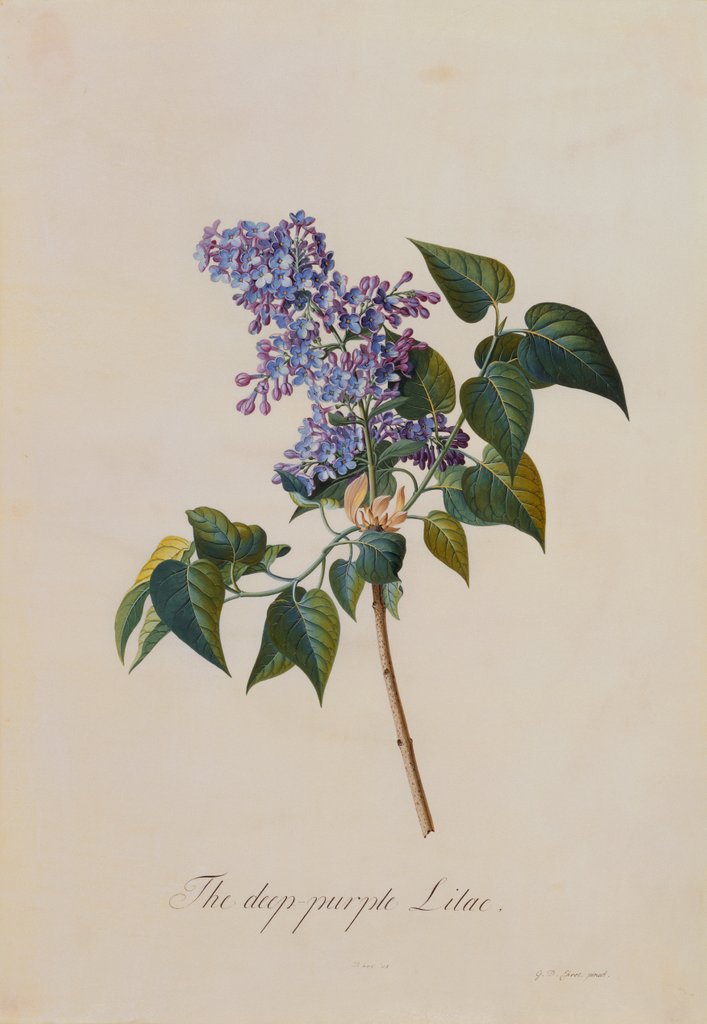 Detail of The Deep Purple Lilac by Georg Dionysus Ehret