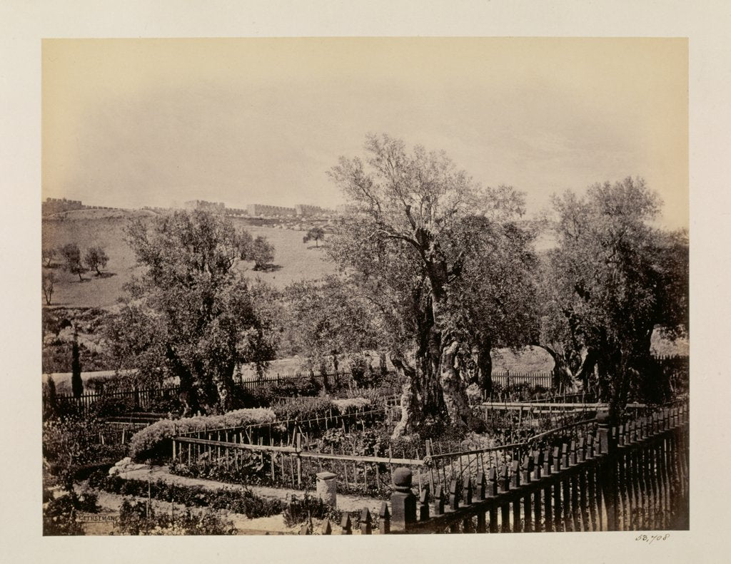 Detail of Jerusalem, Garden of Gethsemane by Francis Bedford