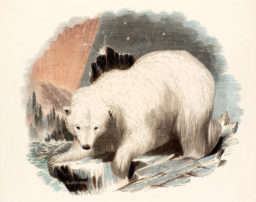 Detail of The White Bear by Josiah Wood Whymper