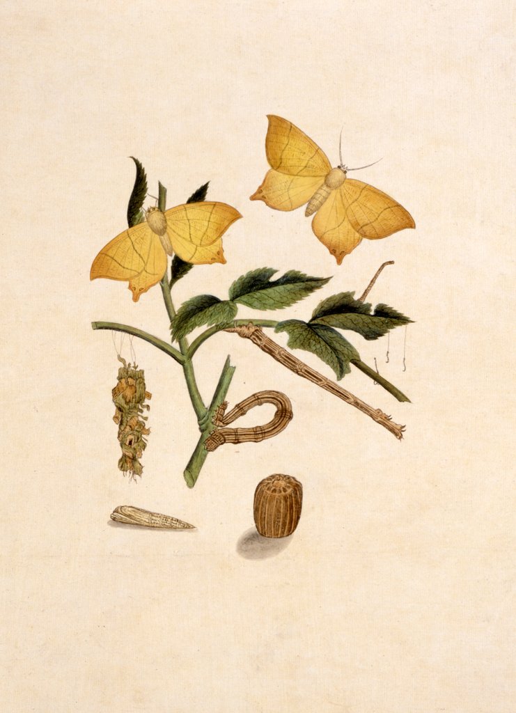 Detail of Two Yellow Butterflies by Unknown
