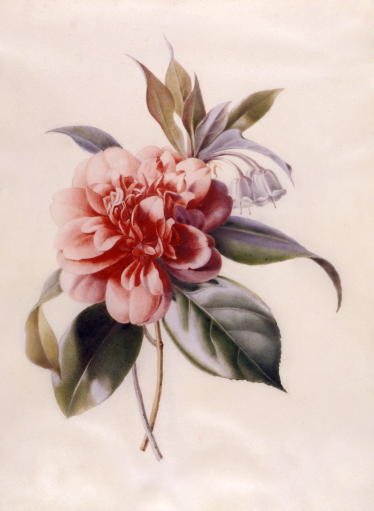 Detail of Red Camellia by Unknown