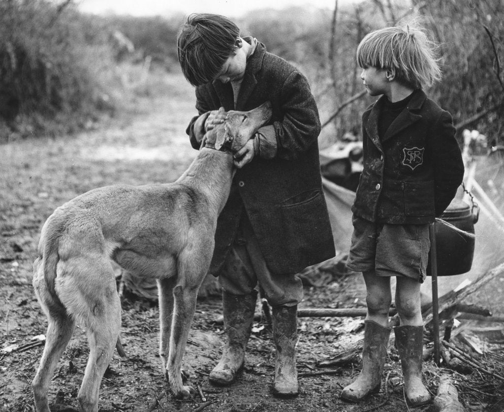 Detail of Gypsy boys with dog, Surrey, 1960s by Tony Boxall