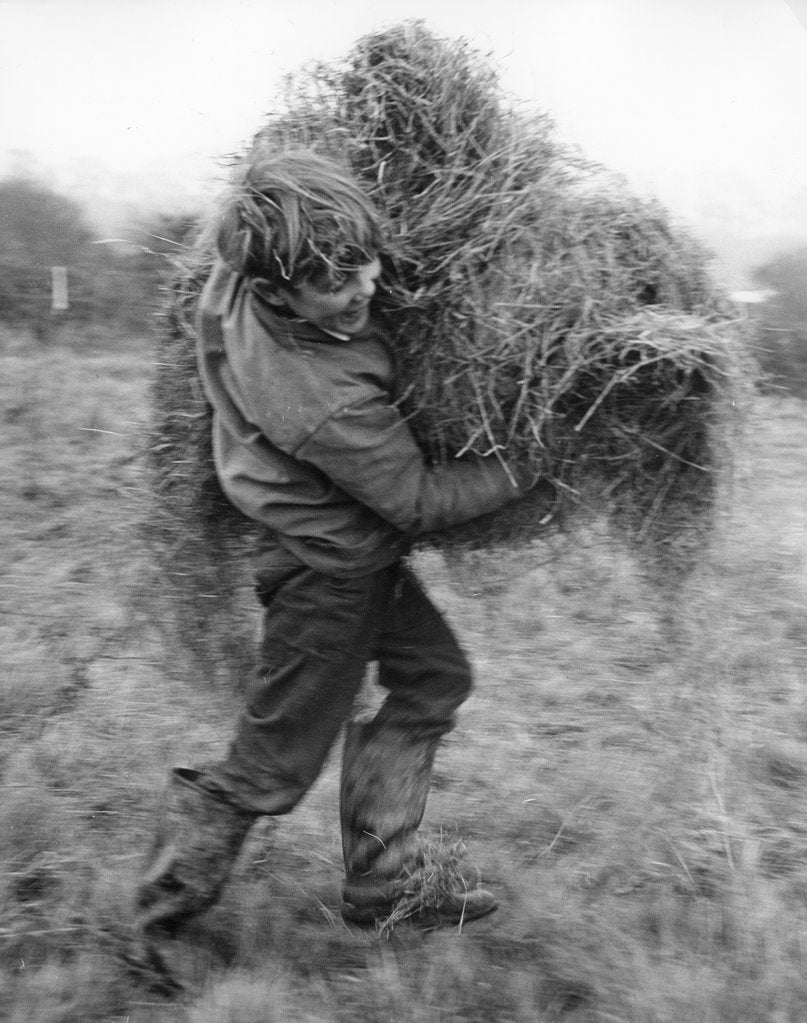 Detail of Boy carrying hay, c1960s by Tony Boxall