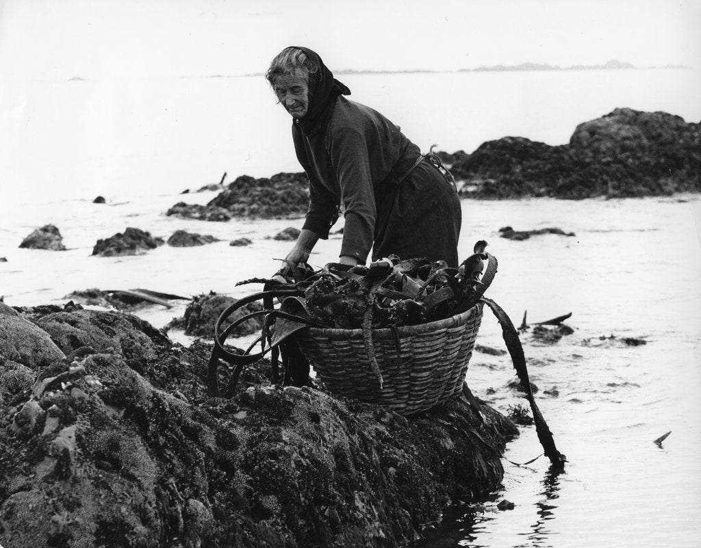 Detail of Gathering seaweed, Portugal, c1960s by Tony Boxall