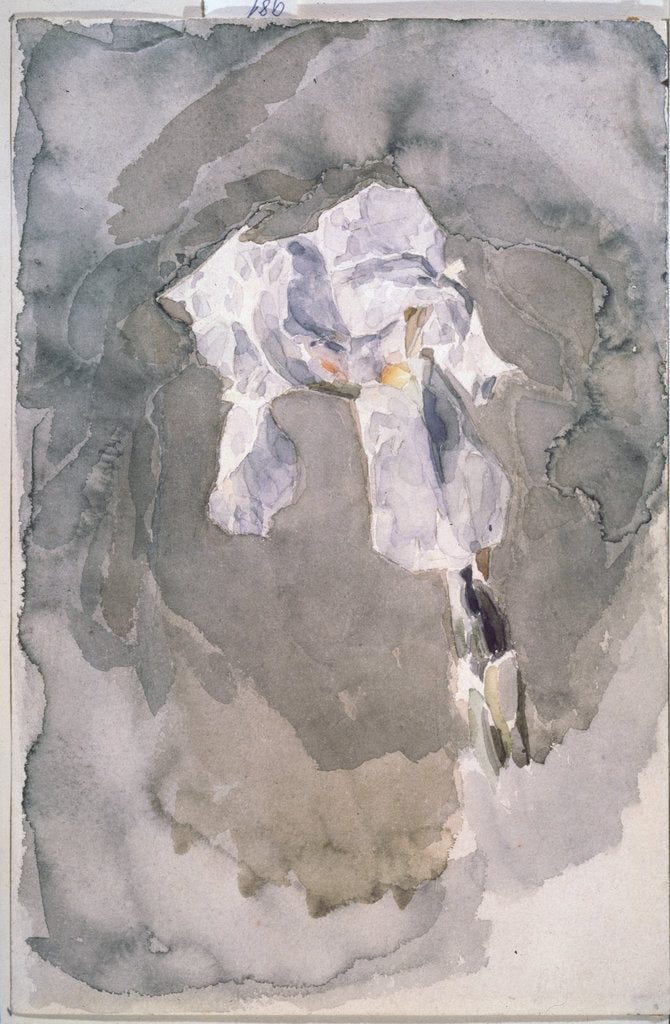 Detail of White iris by Mikhail Alexandrovich Vrubel