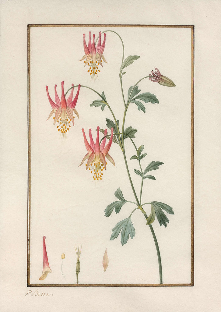 Detail of Canadian columbine (Aquilegia canadensis) by Anonymous