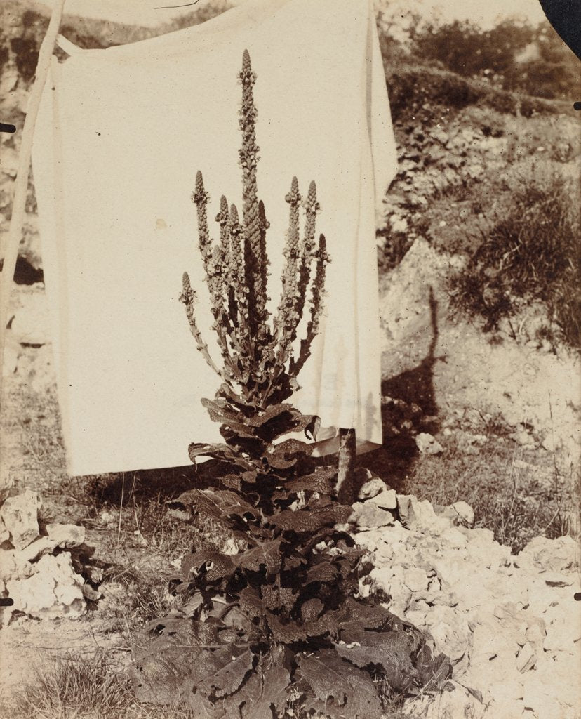 Detail of Mullein in Bloom, c. 1897-1899 by Eugène Atget
