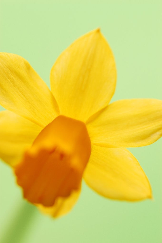 Detail of Yellow daffodil by Corbis