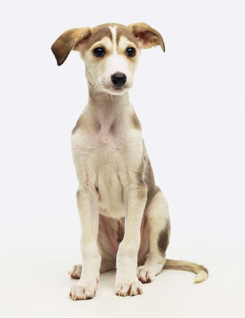 Detail of Whippet-Lurcher Cross Breed by Anonymous