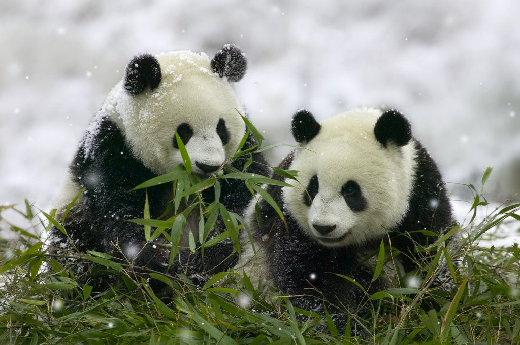 Detail of Giant Panda Cubs in Snowfall by Corbis