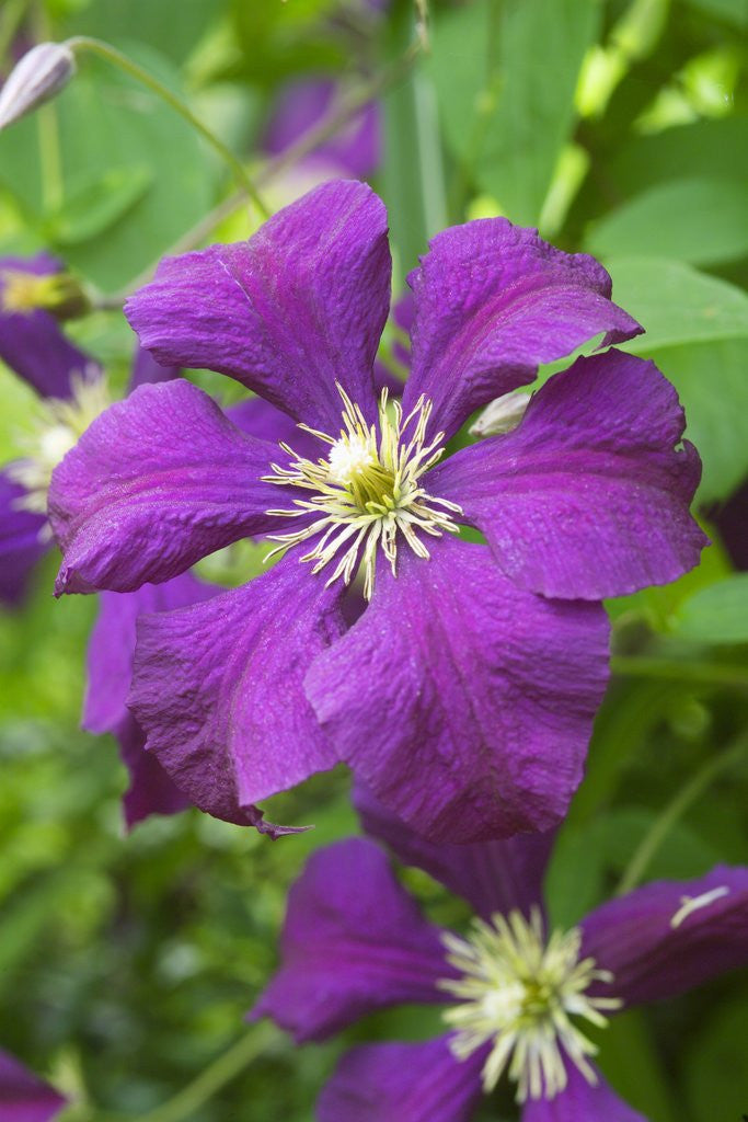 Detail of Purple Flowers by Corbis