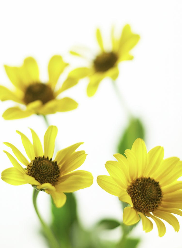 Detail of Yellow Daisy by Corbis