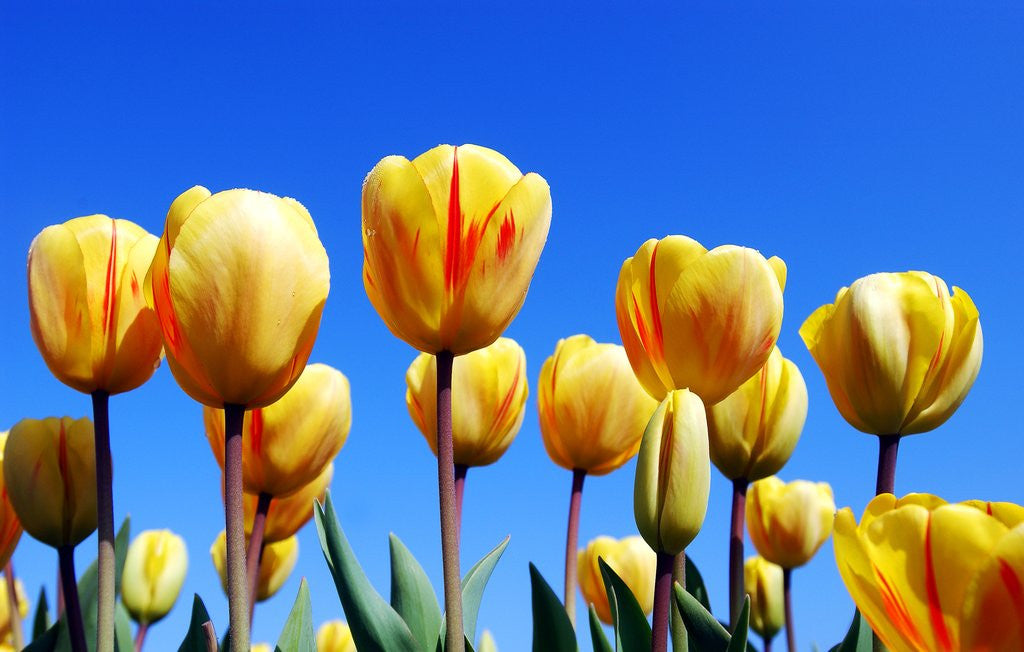 Detail of Yellow Tulips by Corbis