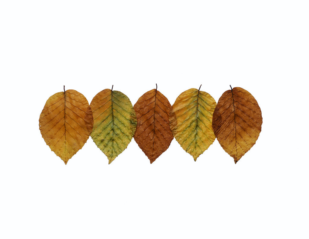 Detail of Front view of five dry leaves having a white background by Corbis