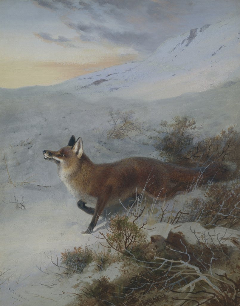 Detail of A Fox in a Winter Landscape by Archibald Thorburn