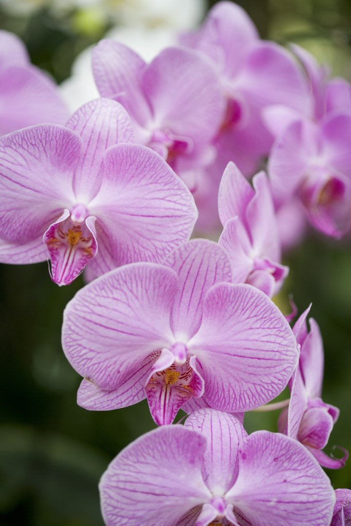 Detail of Rare, beautiful orchids bloom in a Florida garden by Corbis