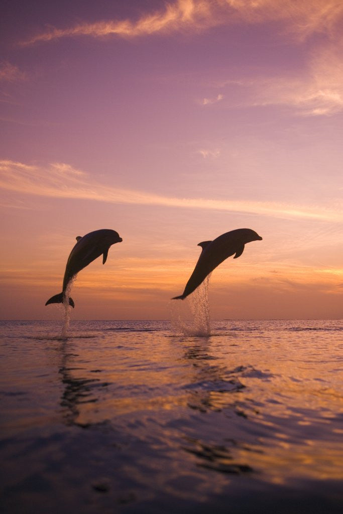 Detail of Jumping Bottlenose Dolphins by Corbis