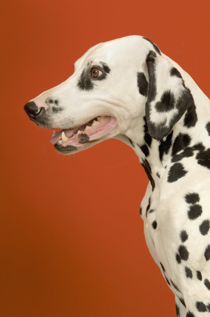 Detail of Dalmatian Dog by Corbis