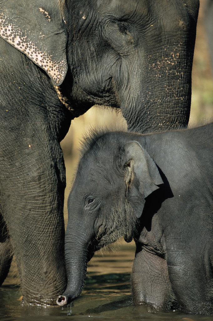 Detail of Baby Elephant with Young Calf by Corbis