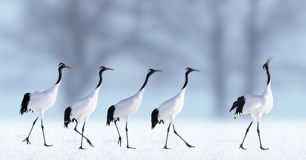 Detail of Red-Crowned Cranes by Corbis