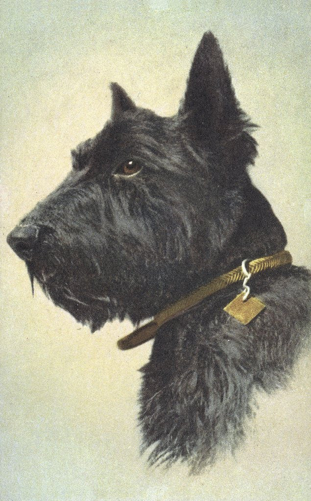Detail of Scottish Terrier by Corbis