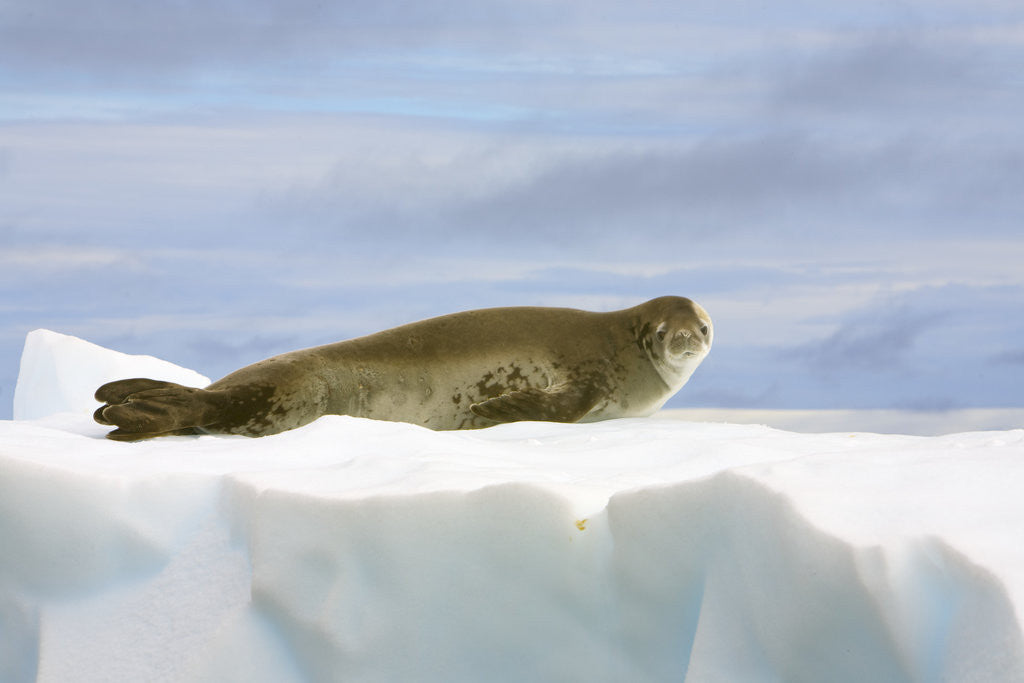Detail of Crabeater Seal Resting on Ice by Corbis