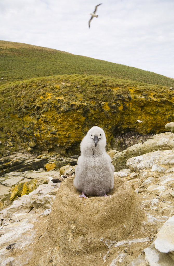 Detail of Black-browed Albatross Chick Sitting on Nest by Corbis