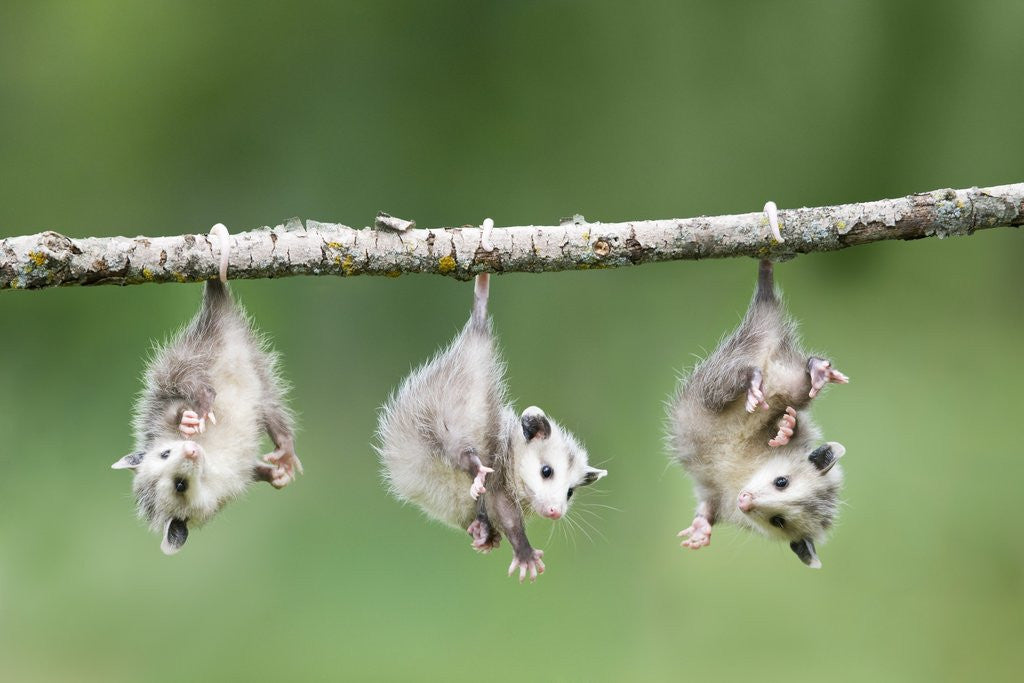 Detail of Baby Opossum Hanging from Branch by Corbis