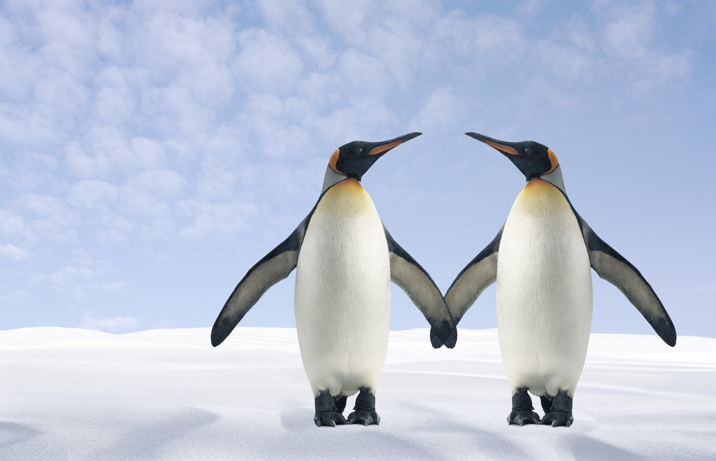 Detail of Two Penguins Holding Hands by Corbis