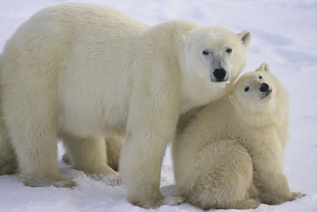 Detail of Polar Bear Mother and Cub by Corbis