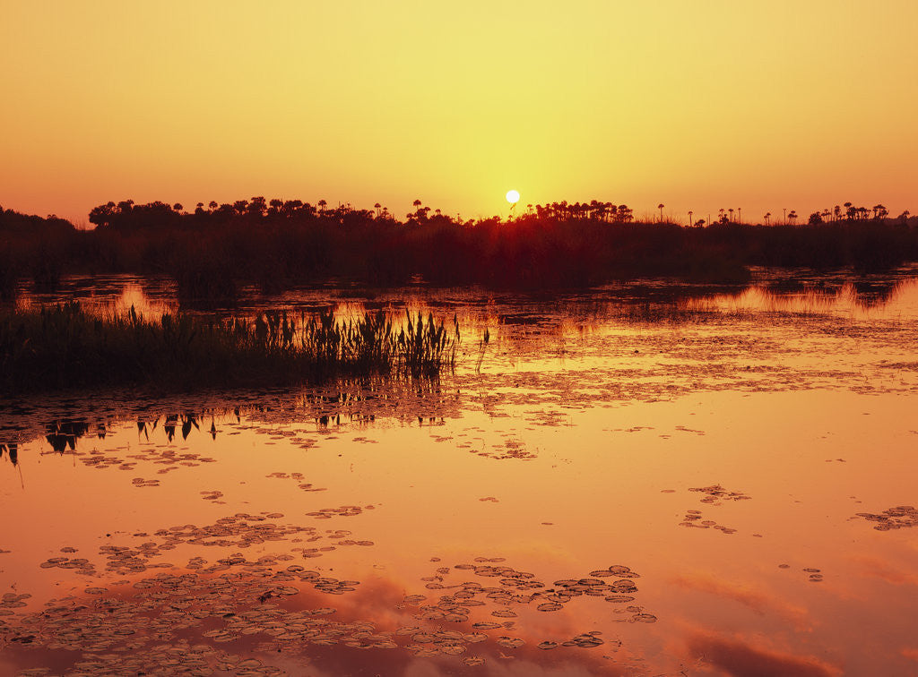 Detail of Sunset Over Pond in Lake Woodruff National Wildlife Refuge by Corbis