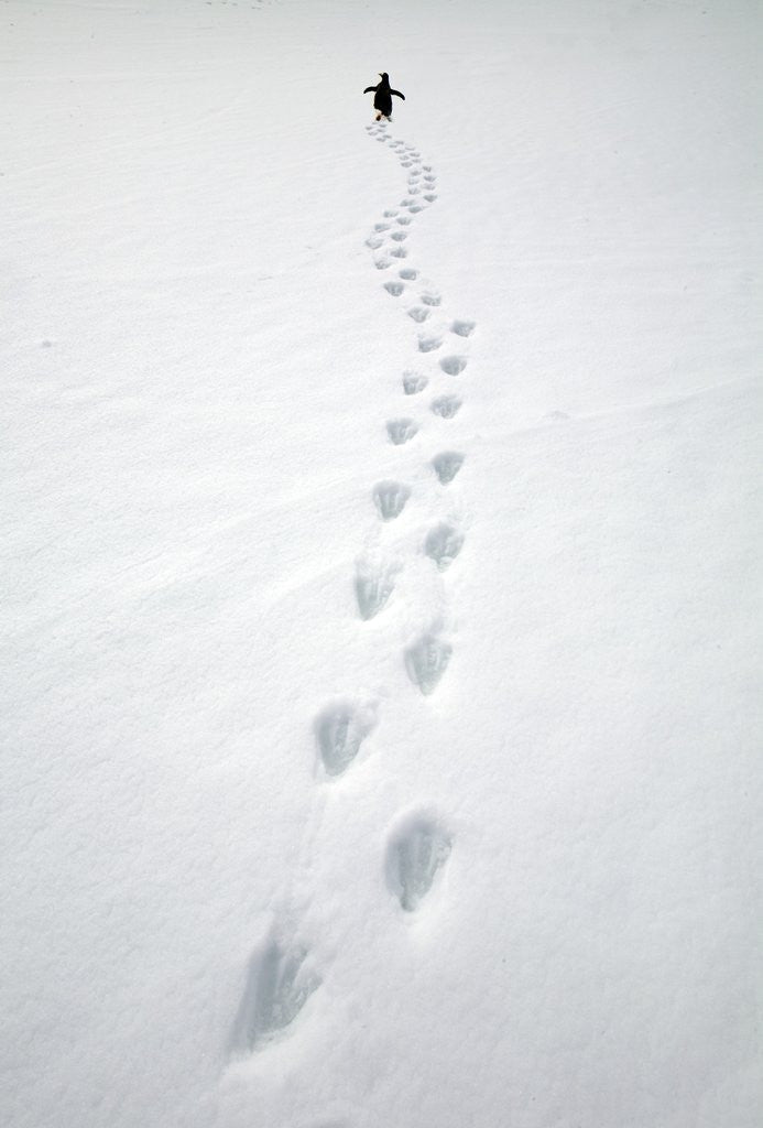 Detail of Gentoo Penguin Walking and Leaving Footprints in Snow by Corbis