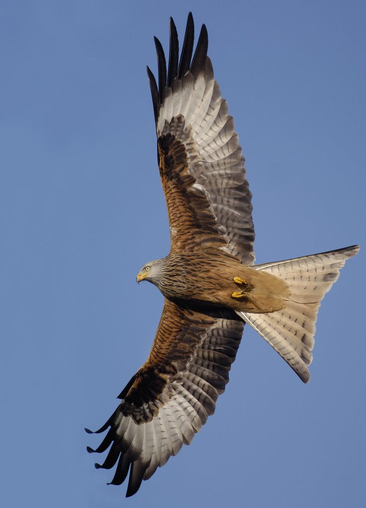 Detail of Red Kite in Flight by Corbis