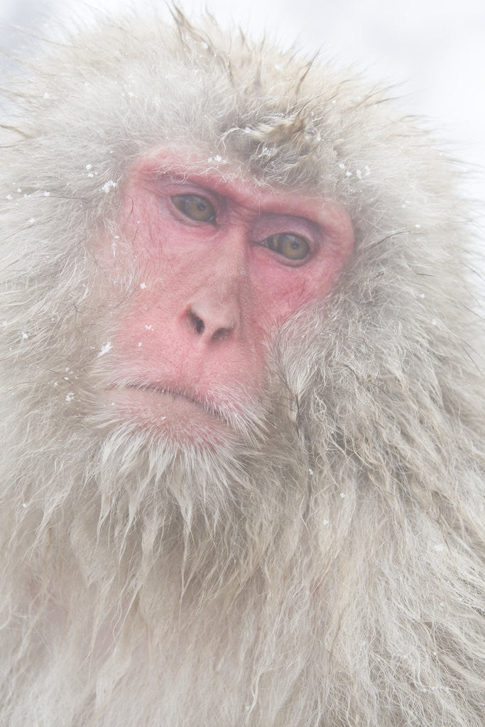 Detail of Japanese Macaque by Corbis