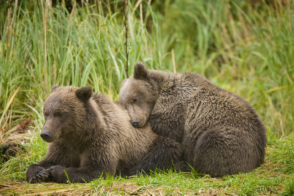 Detail of Brown Bear Cubs Sleeping at Kuliak Bay by Corbis