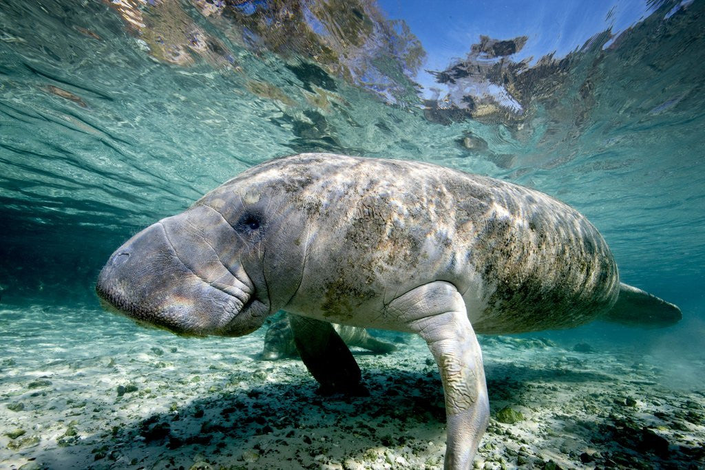 Detail of Florida Manatee by Corbis