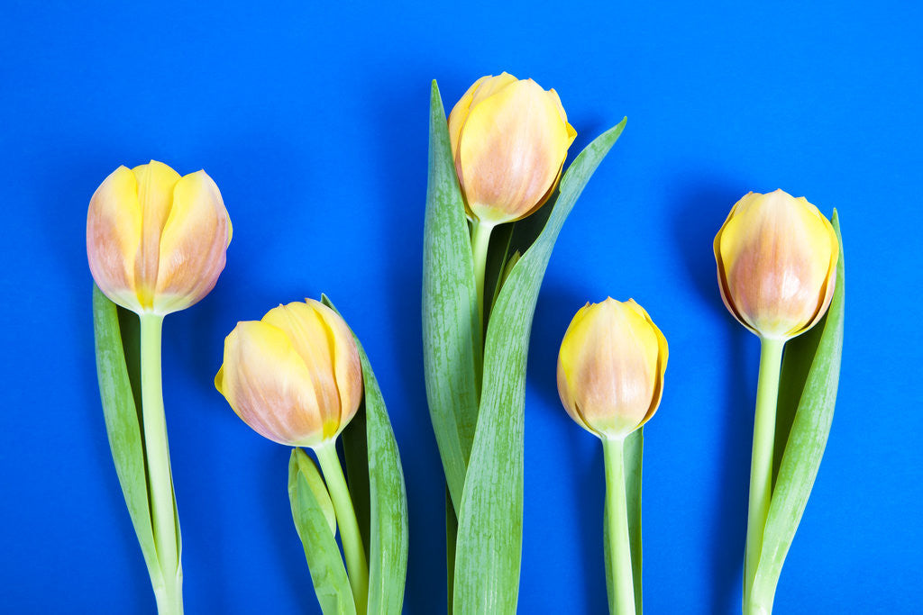 Detail of Yellow tulips by Corbis