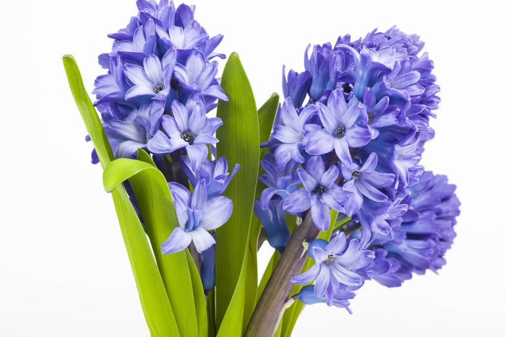 Detail of Purple hyacinth by Corbis