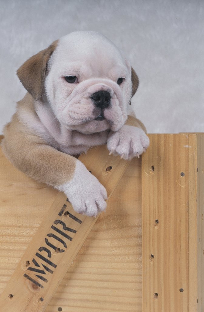 Detail of Bulldog in Wooden Box by Corbis