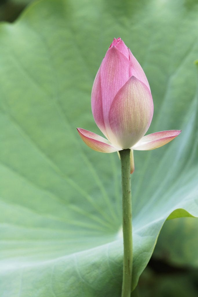 Detail of Lotus flower in Lou Lim Ieoc Garden in Macau by Corbis