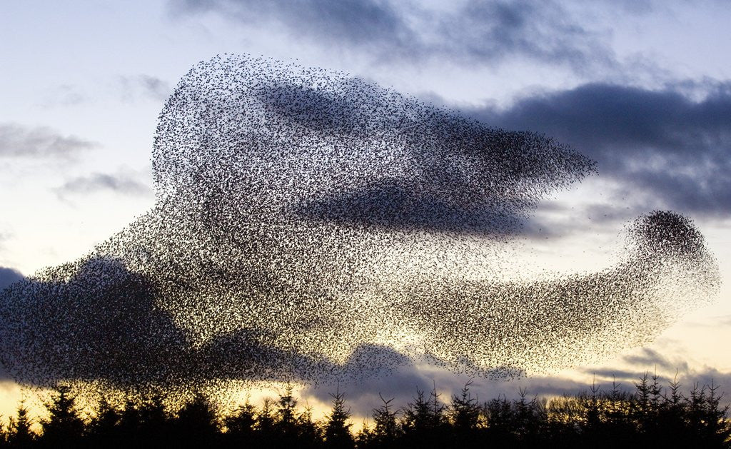 Detail of Large flock of European starlings in flight at sunset by Corbis